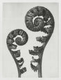 Karl Blossfeldt Plant Photogravure Nr 109 – Kunstdruck Berlin