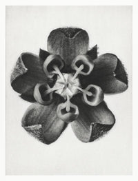 Karl Blossfeldt Plant Photogravure Nr 11 – Kunstdruck Schwarzweiß — Ansicht 1