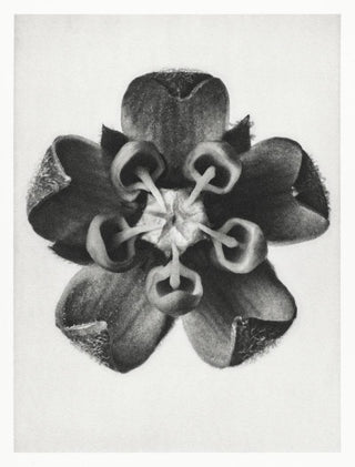 Karl Blossfeldt Plant Photogravure Nr 11