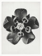 Karl Blossfeldt Plant Photogravure Nr 11 – Kunstdruck Schwarzweiß