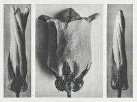 Karl Blossfeldt Plant Photogravure Nr 116 – Kunstdruck — Ansicht 1