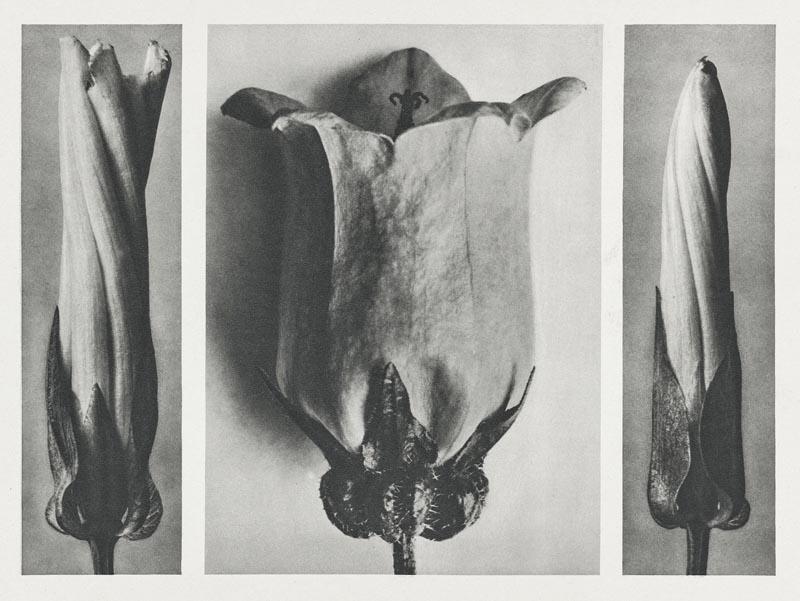 Karl Blossfeldt Plant Photogravure Nr 116 – Kunstdruck — Patroa Studio
