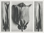 Karl Blossfeldt Plant Photogravure Nr 116 – Kunstdruck