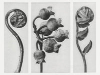 Karl Blossfeldt Plant Photogravure No. 117 – Black and White Art Print — Ansicht 1