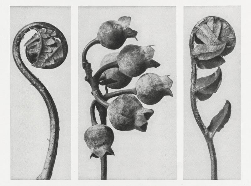 Karl Blossfeldt Plant Photogravure No. 117 – Black and White Art Print — Patroa Studio