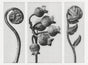 Karl Blossfeldt Plant Photogravure No. 117 – Black and White Art Print