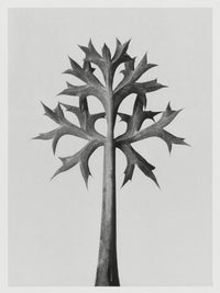Karl Blossfeldt Plant Photogravure Nr. 14 – Kunstdruck Berlin — Ansicht 1