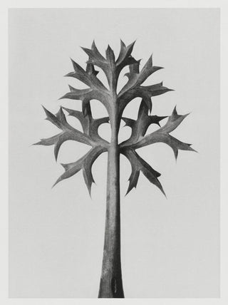 Karl Blossfeldt Plant Photogravure Nr. 14 – Kunstdruck Berlin