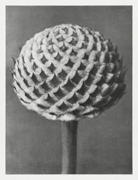 Karl Blossfeldt Plant Photogravure No. 15 – Archival Art Print — Ansicht 1
