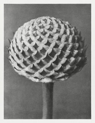 Karl Blossfeldt Plant Photogravure Nr 15 – Archival Kunstdruck
