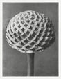Karl Blossfeldt Plant Photogravure No. 15 – Archival Art Print