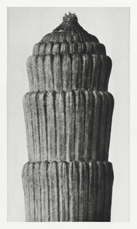 Karl Blossfeldt Plant Photogravure Nr 16 – Kunstdruck Schwarzweiß — Ansicht 1