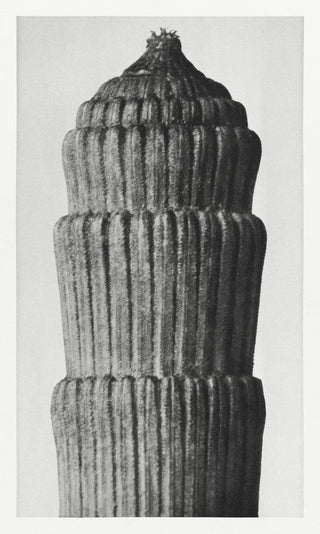 Karl Blossfeldt Plant Photogravure Nr 16 – Kunstdruck Schwarzweiß