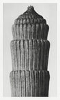 Karl Blossfeldt Plant Photogravure Nr 16 – Kunstdruck Schwarzweiß