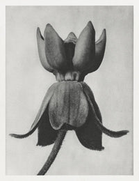 Karl Blossfeldt Plant Photogravure No 17 — Ansicht 1