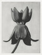 Karl Blossfeldt Plant Photogravure No 17