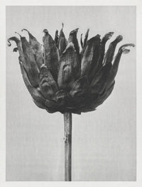 Karl Blossfeldt Plant Photogravure Nr 38 – Kunstdruck Schwarz-Weiß — Ansicht 1