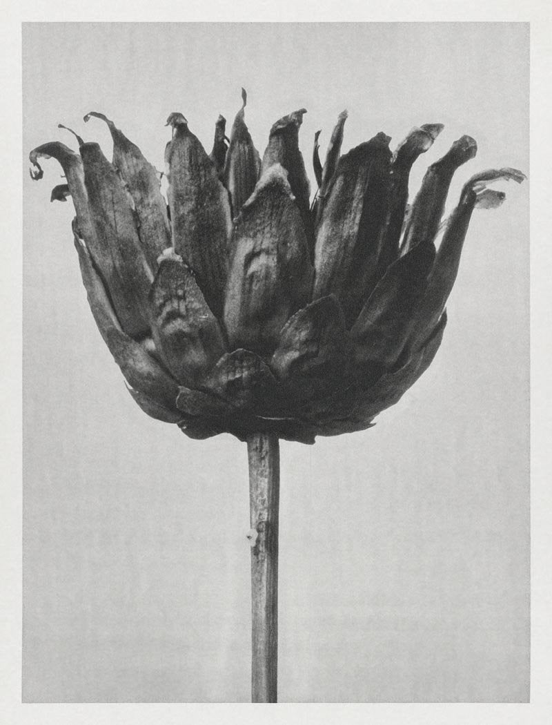 Karl Blossfeldt Plant Photogravure Nr 38 – Kunstdruck Schwarz-Weiß — Patroa Studio