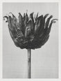 Karl Blossfeldt Plant Photogravure Nr 38 – Kunstdruck Schwarz-Weiß