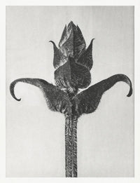 Karl Blossfeldt Plant Photogravure Nr 39 – Kunstdruck Schwarz-Weiß — Ansicht 1