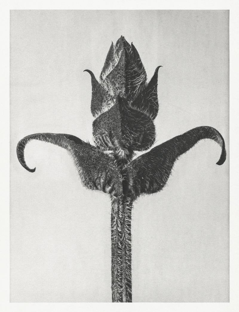 Karl Blossfeldt Plant Photogravure Nr 39 – Kunstdruck Schwarz-Weiß — Patroa Studio