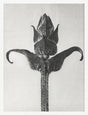 Karl Blossfeldt Plant Photogravure Nr 39 – Kunstdruck Schwarz-Weiß