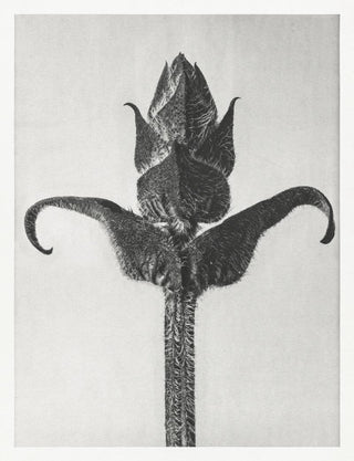 Karl Blossfeldt Plant Photogravure No. 39 – Black and White Art Print