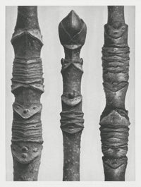 Karl Blossfeldt Plant Photogravure No 55 – Art Print Leaf Shape — Ansicht 1