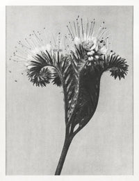 Karl Blossfeldt Plant Photogravure Nr 61 – Kunstdruck — Ansicht 1