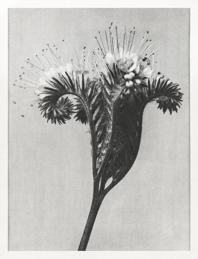 Karl Blossfeldt Plant Photogravure Nr 61 – Kunstdruck — Patroa Studio