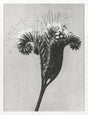 Karl Blossfeldt Plant Photogravure Nr 61 – Kunstdruck