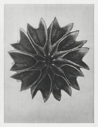 Karl Blossfeldt Plant Photogravure No. 82 - Art Print Leaf Photography — Ansicht 1