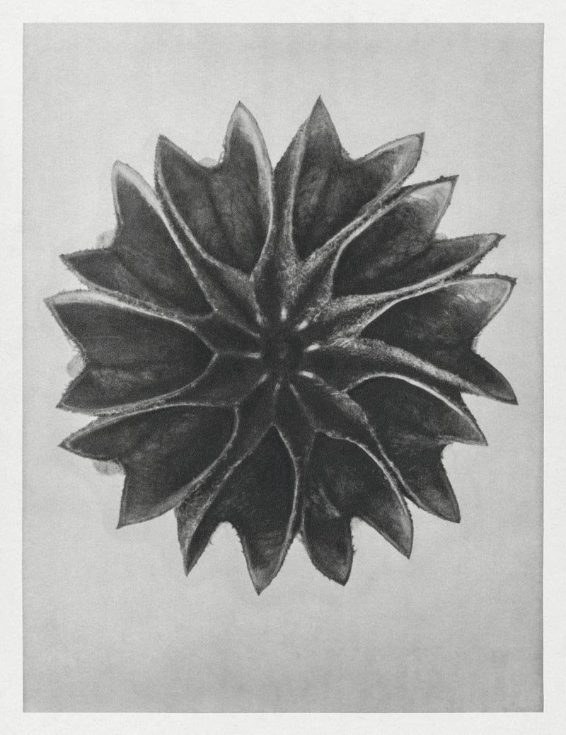Karl Blossfeldt Plant Photogravure No. 82 - Art Print Leaf Photography — Patroa Studio