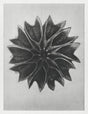 Karl Blossfeldt Plant Photogravure No. 82 - Art Print Leaf Photography