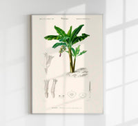 La Musa Banana Tree Poster – Botanical | Premium Print | Tropical — Ansicht 1