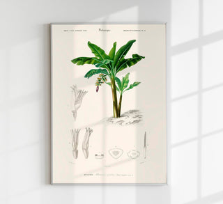 Botanisches Fine-Art-Poster „La Musa Bananier“ mit präziser Illustration tropischer Bananenpflanze, üppigen Blättern und Grüntönen vor hellem Hintergrund.