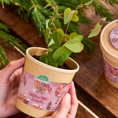 Lebkuchenbaum Anzuchtset – Katsura-Baum im Becher