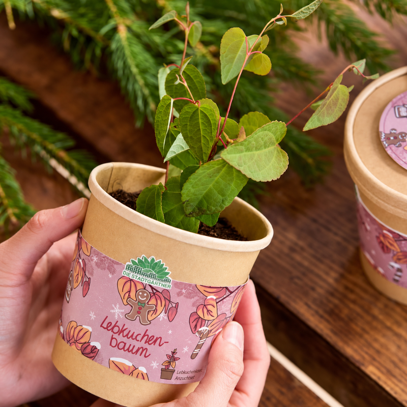 Lebkuchenbaum Anzuchtset – Katsura-Baum im Becher — Ansicht 3