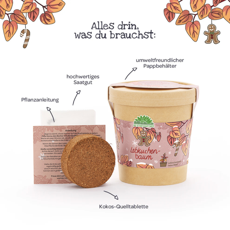 Lebkuchenbaum Anzuchtset – Katsura-Baum im Becher — Ansicht 4