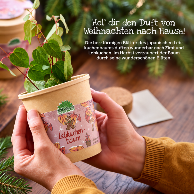 Lebkuchenbaum Anzuchtset – Katsura-Baum im Becher — Ansicht 7