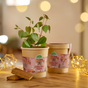 Lebkuchenbaum Anzuchtset – Katsura-Baum im Becher