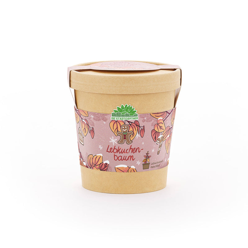 Lebkuchenbaum Anzuchtset – Katsura-Baum im Becher — Ansicht 2