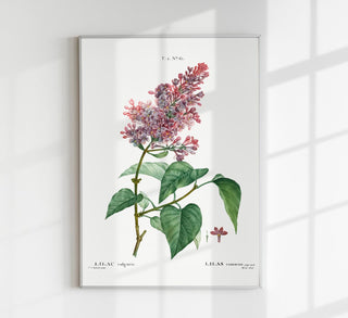 Feines Kunstdruckposter „Lilac Vulgaris Flower“ mit detailreicher, zarter Fliederblüte in natürlichen Farben auf mattem Fine-Art-Papier.