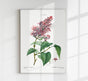 Lilac Vulgaris Flower Botanical Poster – Botanical Premium Print Delicate Elegant