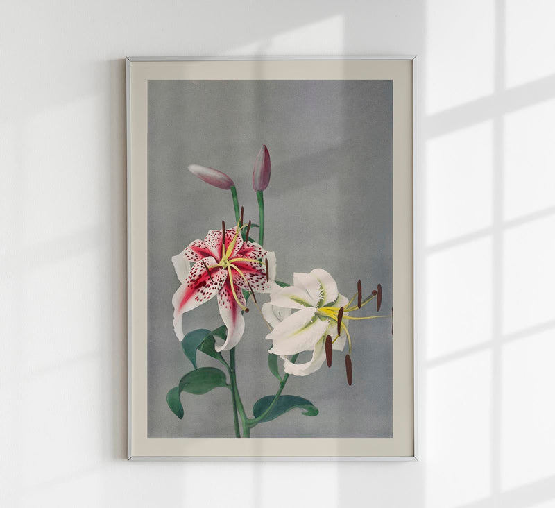 Lily by Ogawa Kazumasa - Japanese Fine Art Print Botanical Art — Patroa Studio