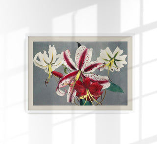 Botanisches Kunstdruckposter „Lily Chart Nr 1" von Ogawa Kazumasa mit präziser japanischer Lilien-Grafik, klaren Linien und wissenschaftlicher Detailtreue.