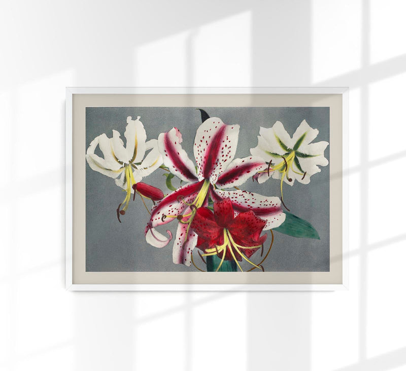 Lily Chart No. 1 by Ogawa Kazumasa – Japanese Art Print | Botanical Graphic — Patroa Studio