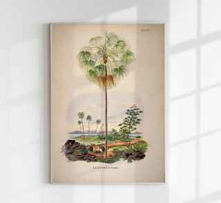 Vintage Kunstdruckposter „Livistona Inermis Tree" mit klassischer botanischer Palmenillustration der seltenen Art in warmen Retrofarben auf mattem Papier.