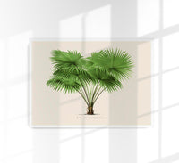 Livistona Altissima Poster – Botanical Premium Print Palm Splendor — Ansicht 1