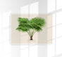 Livistona Altissima Poster – Botanical Premium Print Palm Splendor